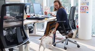 ¿Piensas llevar a tu mascota al trabajo? CUATRO 4