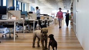 ¿Piensas llevar a tu mascota al trabajo? TRES 7