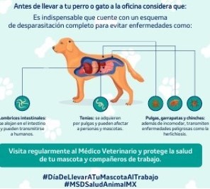 ¿Piensas llevar a tu mascota al trabajo? VIENTOS DOS