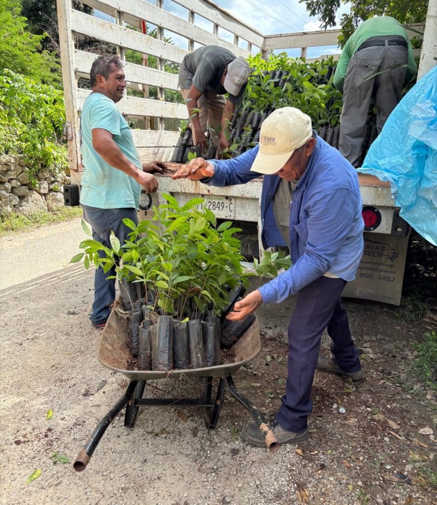 Renacimiento Verde avanza en el oriente yucateco IMG 20251008 WA0014 1 886x1024