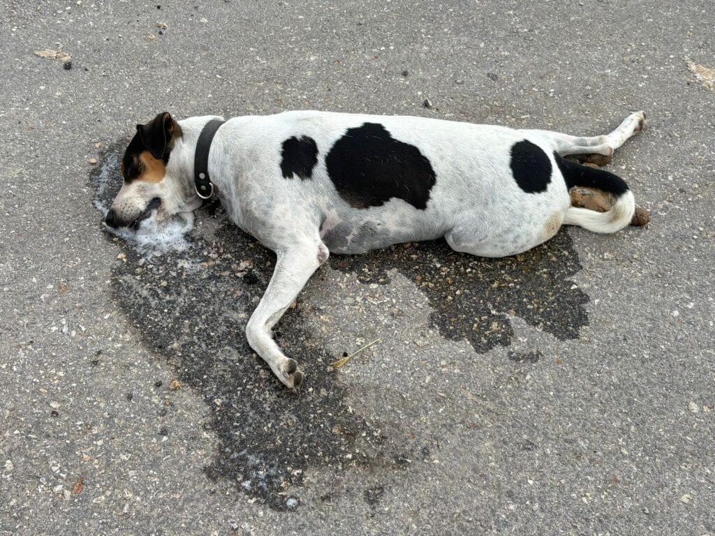 Envenenan a más de cinco mascotas en Gran San Pedro Cholul Imagen De WhatsApp 2025 10 08 A Las 18.39.19 Bfbb1571 1024x768