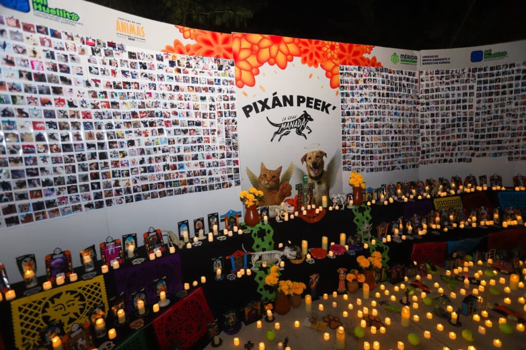 Pixán Peek 2025, celebración en memoria de los animales de compañía Imagen De WhatsApp 2025 10 28 A Las 21.06.36 4ea05352 1 1024x682