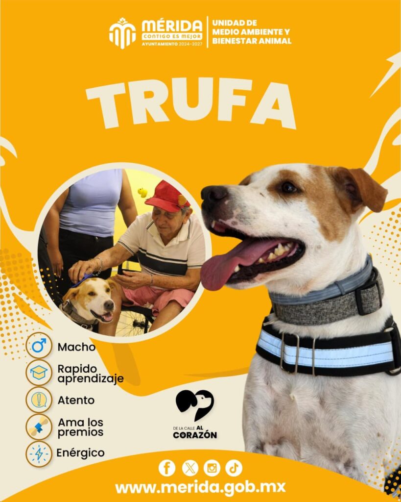 Desbordarán amor, ladridos y empatía los nuevos Reyes Caninos del Carnaval Mérida 2026 IMG 20251208 WA0032 819x1024