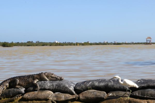 El Corchito se consolida como uno de los paradores turísticos más visitados de la temporada en Yucatán Tres Oki