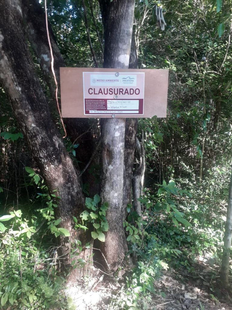 Denuncian tala ilegal en Yaxcabá DOS 1 5 768x1024
