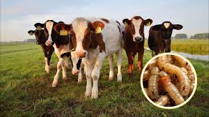 Cero muertes de animales infectados por gusano barrenador TRES 4