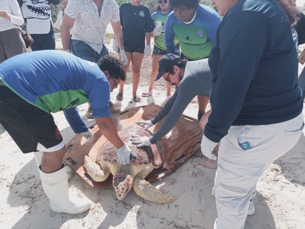 Reintegran tortuga caguama a su hábitat UNO 1 9 1024x768