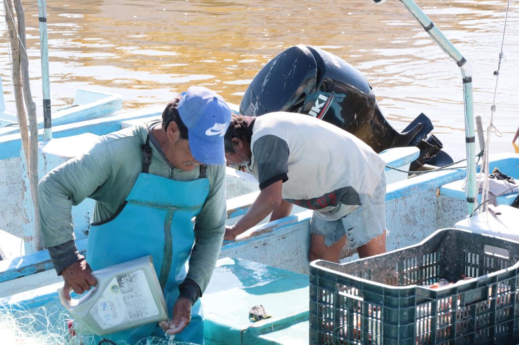 Concluye la pesca del mero e inicia la veda 2026 en Yucatán DOS 1 3 1024x681