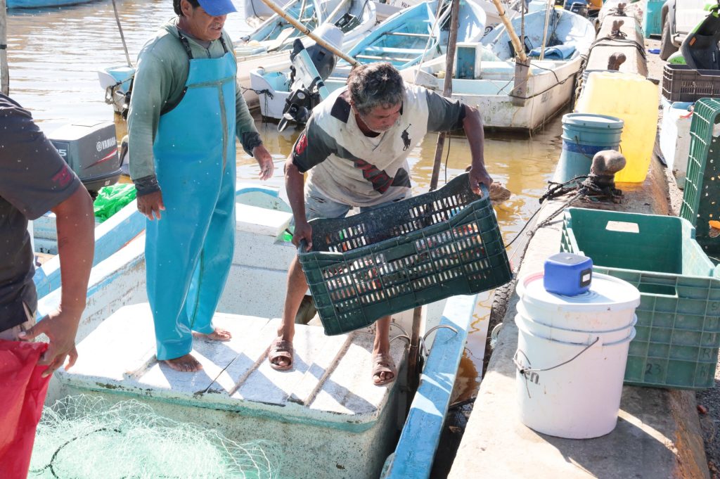 Concluye la pesca del mero e inicia la veda 2026 en Yucatán UNA 1 1 1024x681