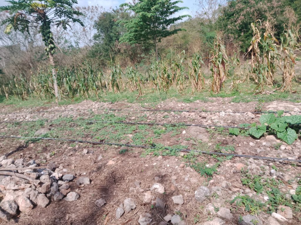 Desde las comunidades: Mérida impulsa un modelo turístico con raíces mayas y prosperidad compartida WhatsApp Image 2026 01 31 At 13.37.30 1 1024x768