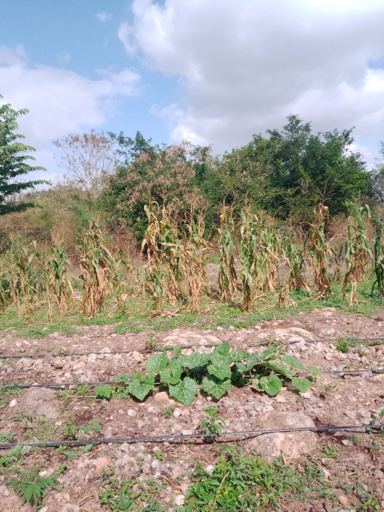 Desde las comunidades: Mérida impulsa un modelo turístico con raíces mayas y prosperidad compartida WhatsApp Image 2026 01 31 At 13.37.30 2 768x1024