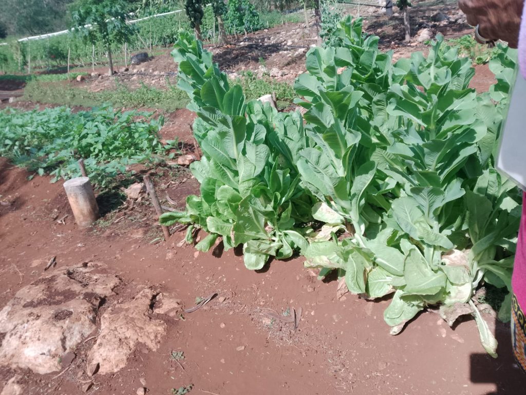 Desde las comunidades: Mérida impulsa un modelo turístico con raíces mayas y prosperidad compartida WhatsApp Image 2026 01 31 At 13.37.33 1 1024x768