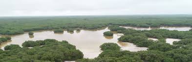 CVINENEGAS