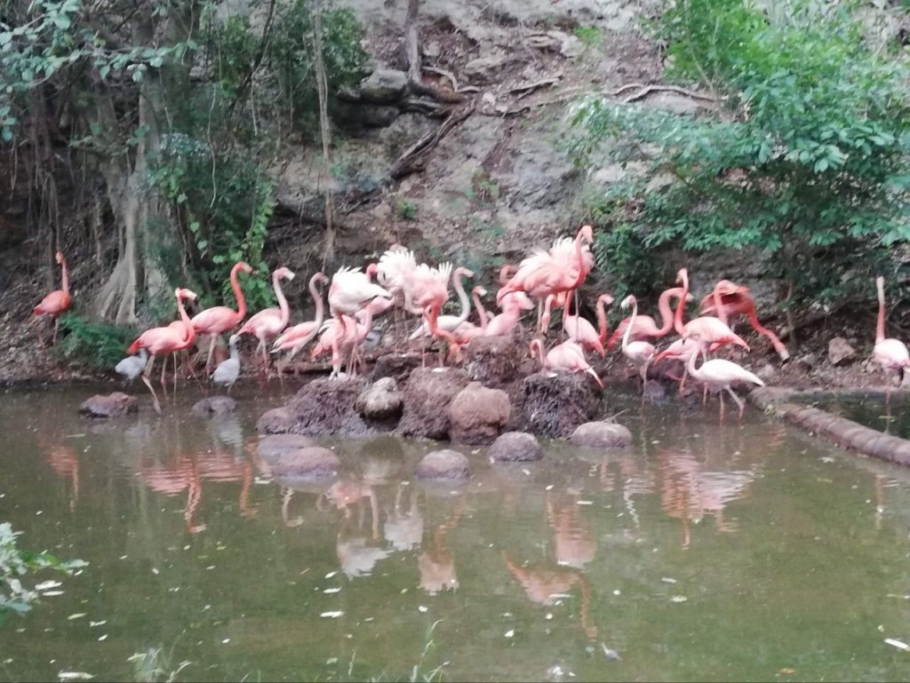 Flamencos nacen en el Zoológico del Bicentenario Animaya WhatsApp Image 2026 06 27 At 15.56.45 1 1024x769