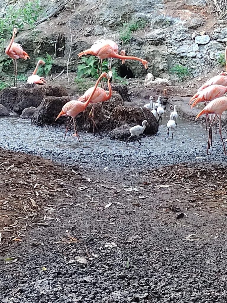 Flamencos nacen en el Zoológico del Bicentenario Animaya WhatsApp Image 2026 06 27 At 15.56.45 768x1024