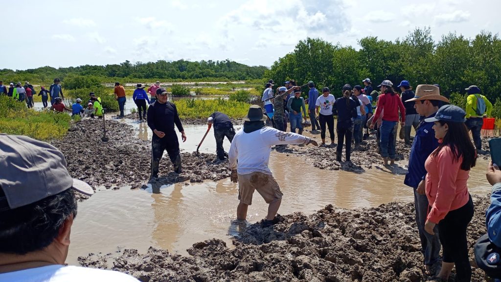 Conagua suma esfuerzos por la restauración del manglar y la protección del patrimonio natural de Progreso
