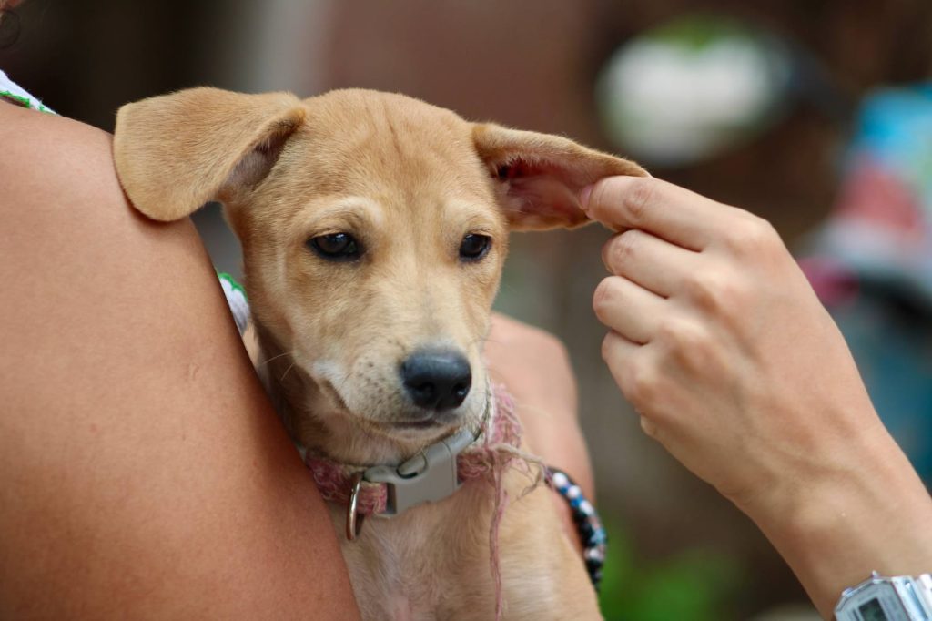 Ayuntamiento de Mérida supera la atención de más de 1 mil 300 reportes de maltrato animal en lo que va del año