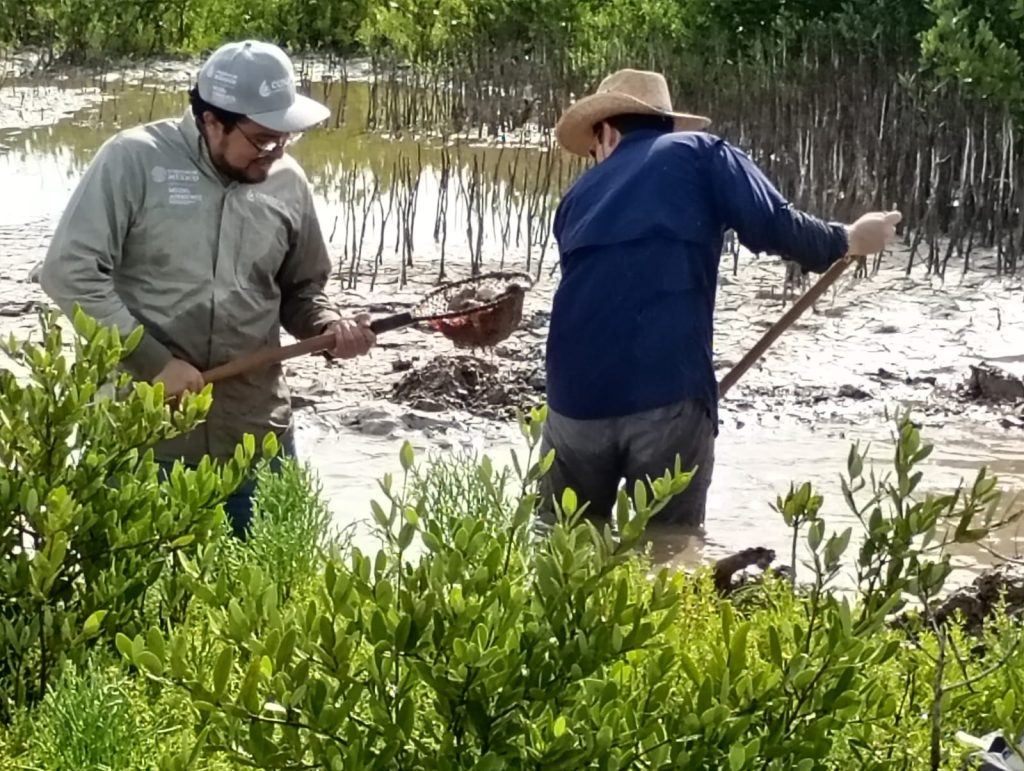 Conagua suma esfuerzos por la restauración del manglar y la protección del patrimonio natural de Progreso