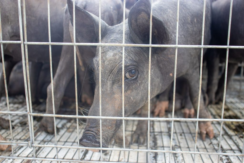 DIF YUCATÁN PROMUEVE SEGURIDAD ALIMENTARIA EN COMISARÍAS DE YAXCABÁ