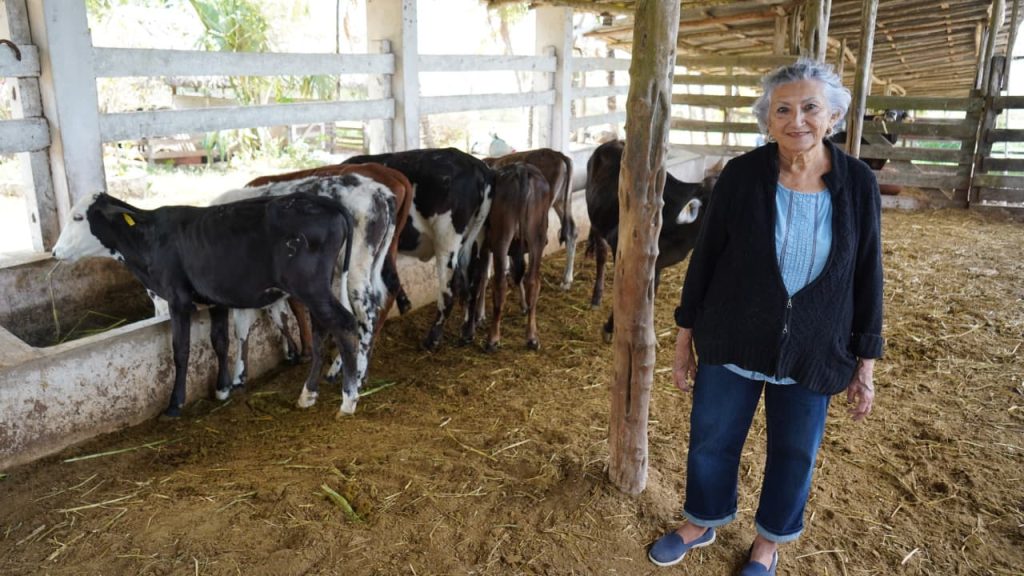 Con el subsidio de un peso por litro de leche Renacimiento Maya respalda su producción en el oriente de Yucatán