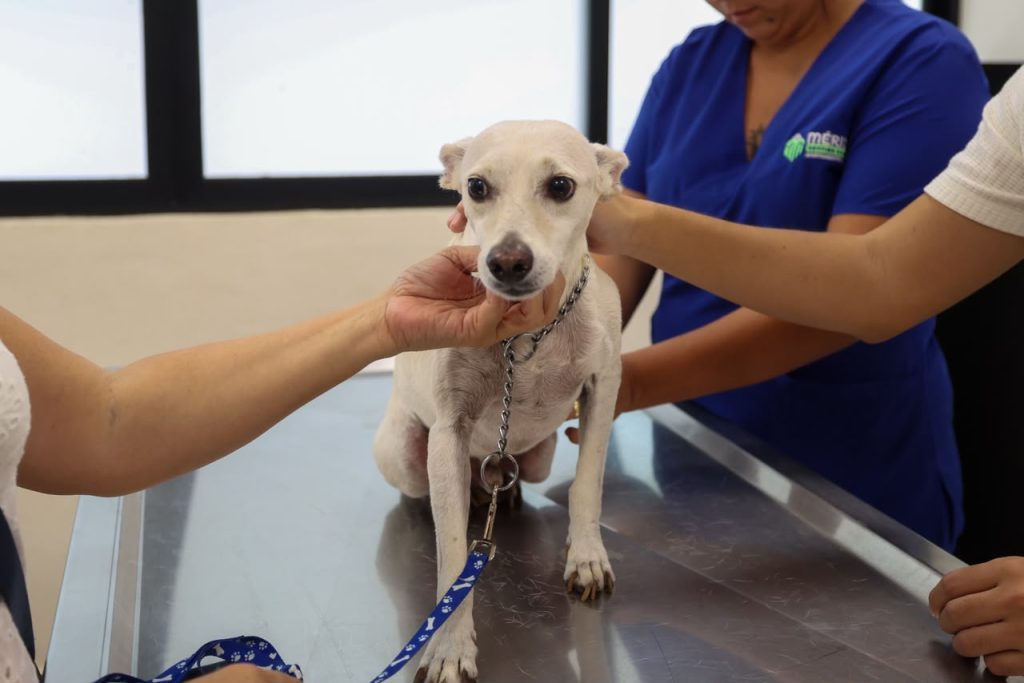 SALUD Y EL BIENESTAR DE LOS ANIMALES DE COMPAÑÍA.