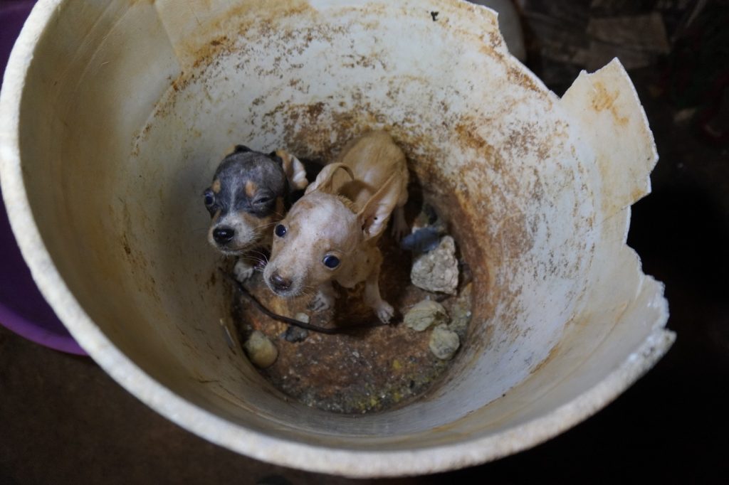 UPA rescata 48 perros en situación crítica en el centro de Mérida. UPA RESCATA 48 PERROS