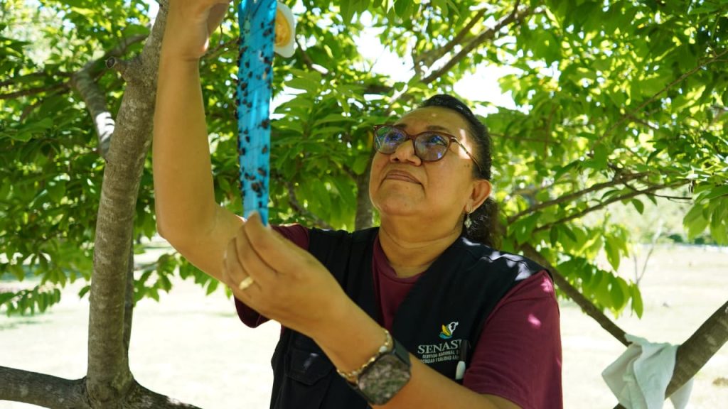 OPERA SEGUNDA FASE DEL PLAN CONTRA EL GUSANO BARRENADOR EN YUCATÁN