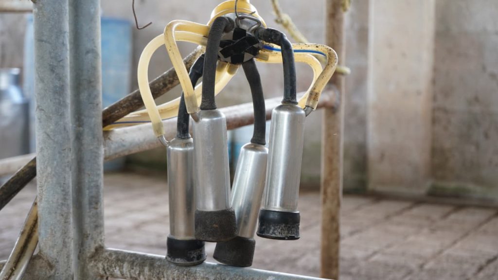Con el subsidio de un peso por litro de leche Renacimiento Maya respalda su producción en el oriente de Yucatán Con el subsidio de un peso por litro de leche Renacimiento Maya respalda su producción en el oriente de Yucatán