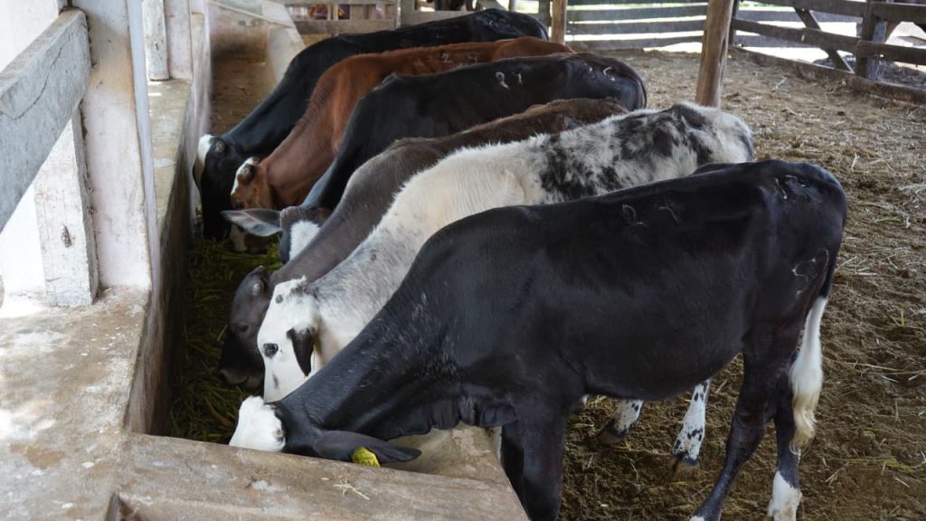 Con el subsidio de un peso por litro de leche Renacimiento Maya respalda su producción en el oriente de Yucatán Con el subsidio de un peso por litro de leche Renacimiento Maya respalda su producción en el oriente de Yucatán