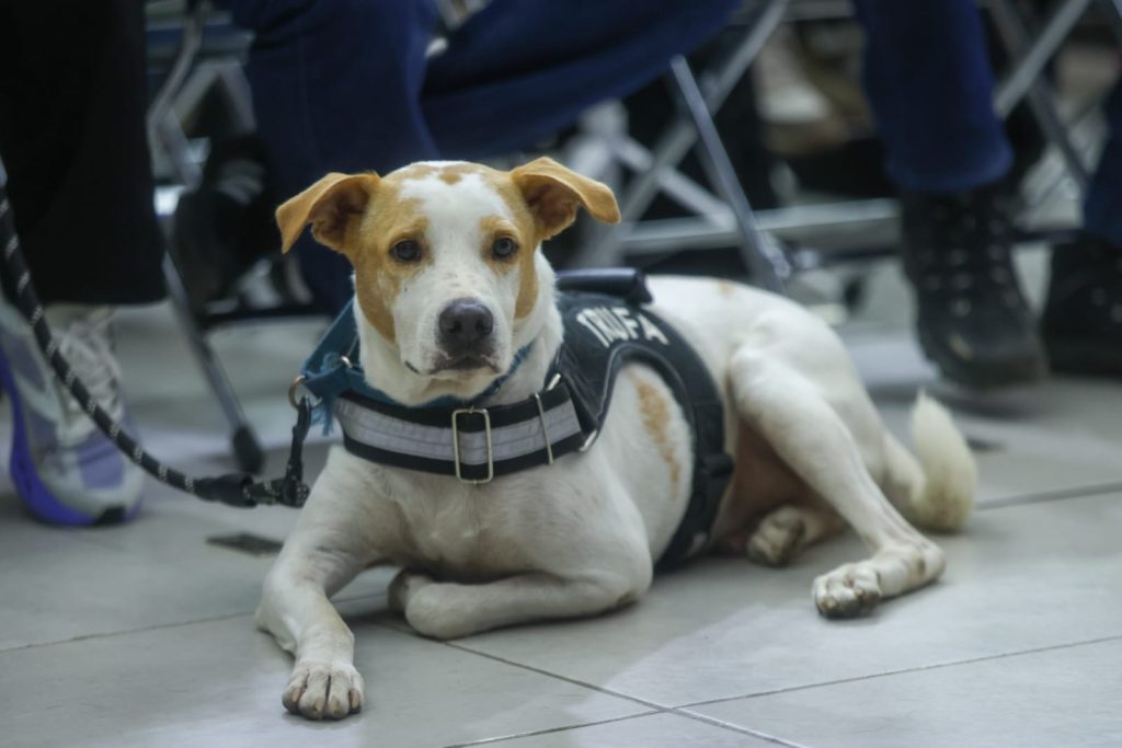Más adopciones, más esterilizaciones y más acciones por el cuidado animal: Cecilia Patrón.