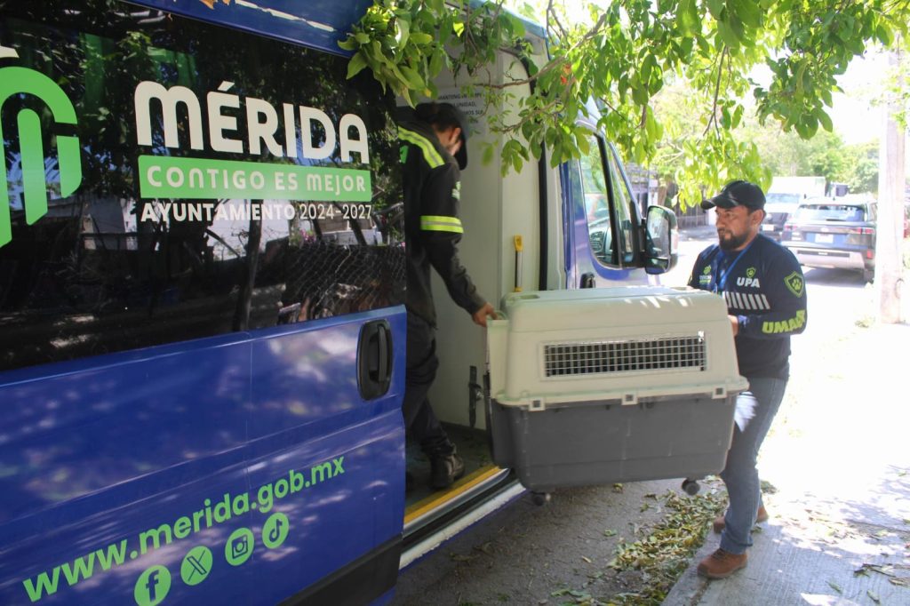 Ayuntamiento de Mérida supera la atención de más de 1 mil 300 reportes de maltrato animal en lo que va del año