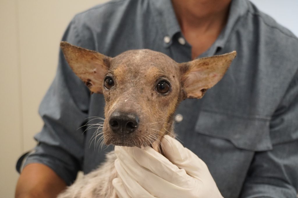 UPA rescata 48 perros en situación crítica en el centro de Mérida. UPA RESCATA 48 PERROS