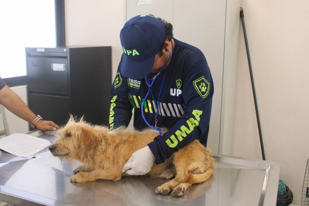 Ayuntamiento de Mérida supera la atención de más de 1 mil 300 reportes de maltrato animal en lo que va del año