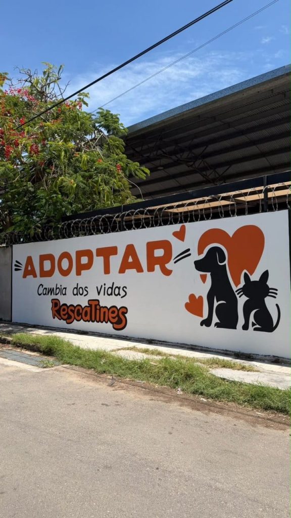 Ayuntamiento de Mérida supera la atención de más de 1 mil 300 reportes de maltrato animal en lo que va del año