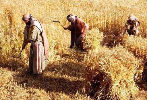 “Explícanos la parábola de la cizaña sembrada en el campo”