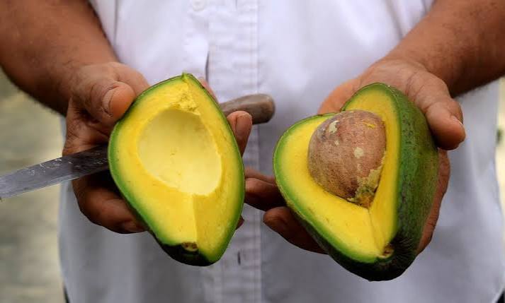 Exportación de aguacate mexicano a EUA se incrementa 35% en el primer cuatrimestre de 2026