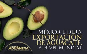 Exportación de aguacate mexicano a EUA se incrementa 35% en el primer cuatrimestre de 2026