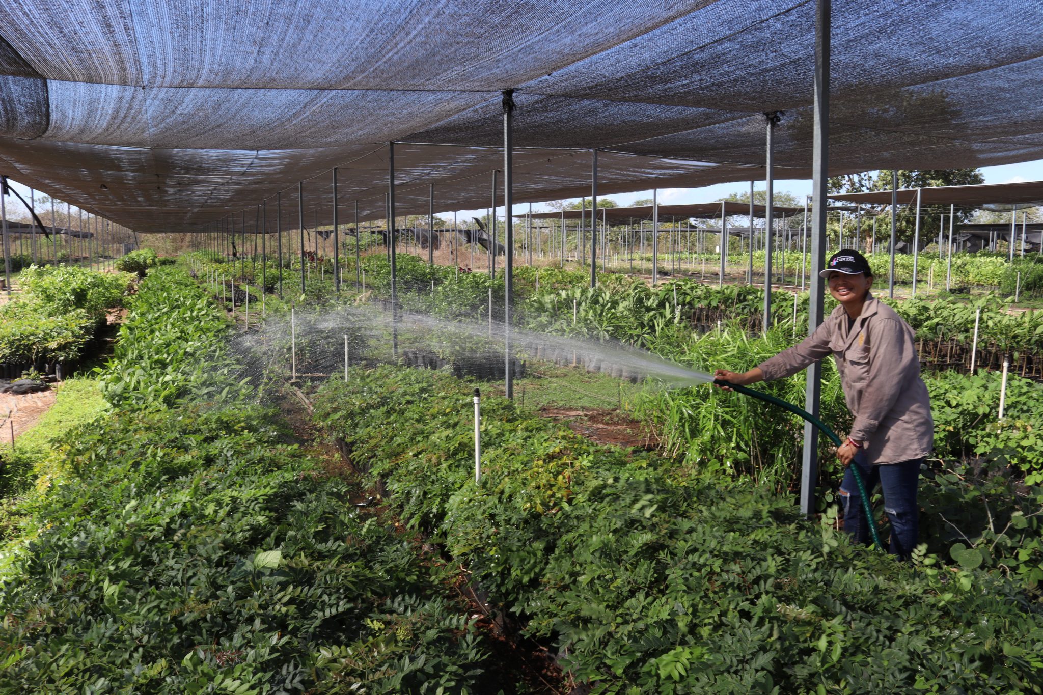 LA RESERVA CUXTAL REGISTRA UNA CAPACIDAD DE PRODUCCIÓN ANUAL APROXIMADA DE 500 MIL PLANTAS