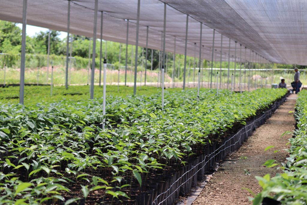 LA RESERVA CUXTAL REGISTRA UNA CAPACIDAD DE PRODUCCIÓN ANUAL APROXIMADA DE 500 MIL PLANTAS