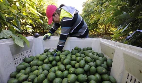 Exportación de aguacate mexicano a EUA se incrementa 35% en el primer cuatrimestre de 2026