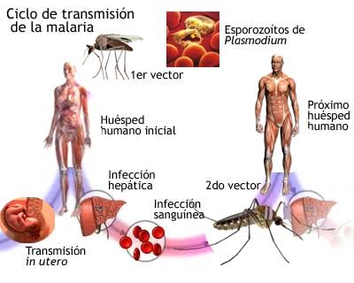 Refuerzan acciones para certificar a Yucatán como estado libre de paludismo