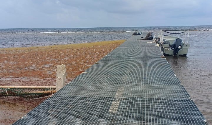 Sargazo Golpea Al Turismo: Gobierno destina 2 MMDP para rescatar las playas del Caribe Mexicano