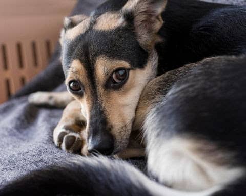 La piel de tu perro podría estar indicando un problema de salud