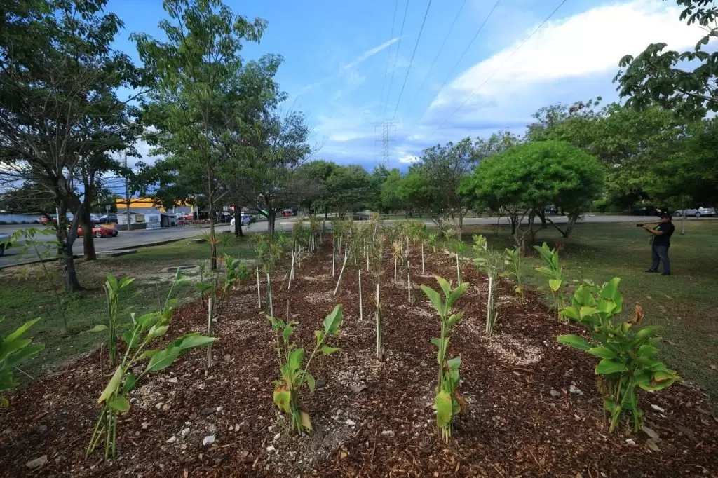 Cecilia Patrón entrega primer jardín de lluvia para prevenir encharcamientos en Ciudad Caucel